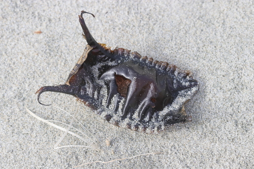 Starry skate (Raja stellulata) — Rajidae