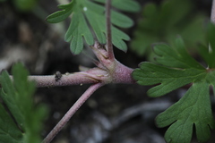 Geranium texanum