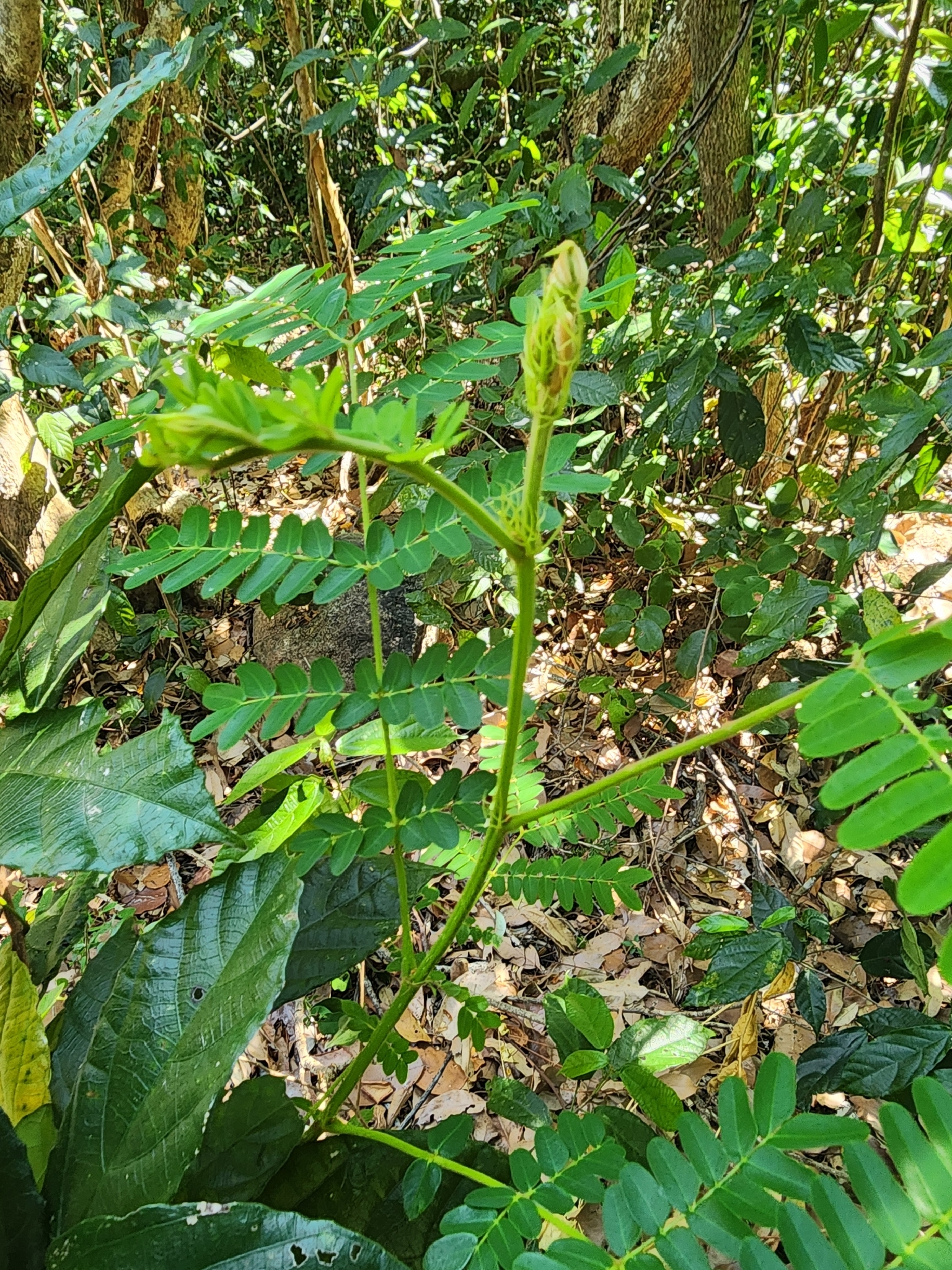 Diệp hạ châu (Phyllanthus niruri)