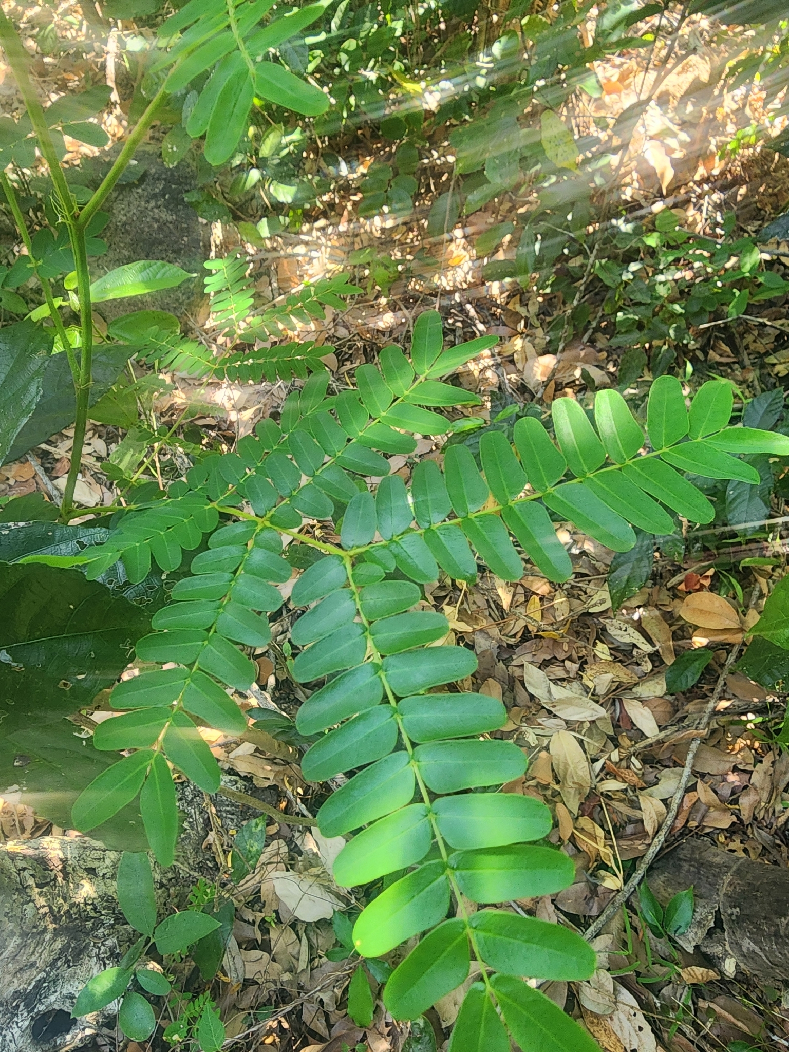 Diệp hạ châu — ảnh 2