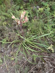 Blandfordia cunninghamii