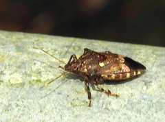 Eocanthecona concinna