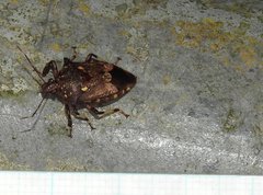 Eocanthecona concinna