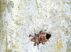 Eocanthecona concinna