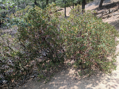 Arctostaphylos patula