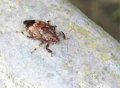 Eocanthecona concinna