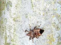 Eocanthecona concinna