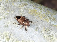 Eocanthecona concinna