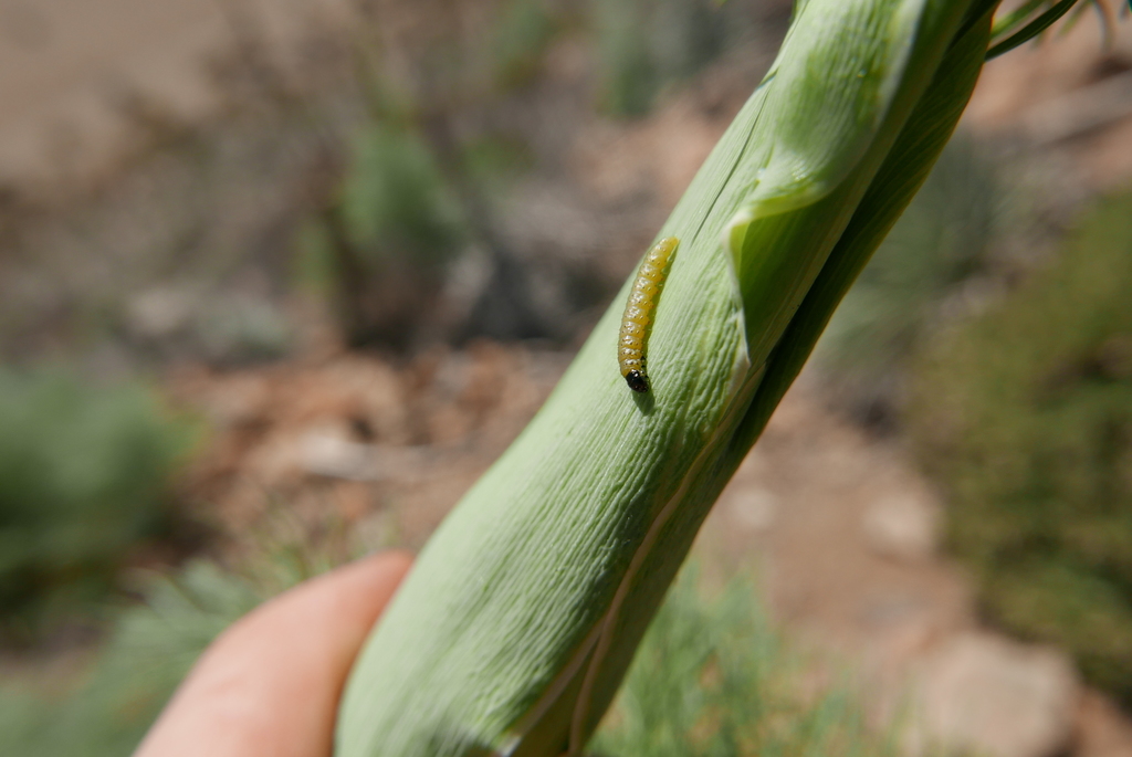 Depressaria veneficella