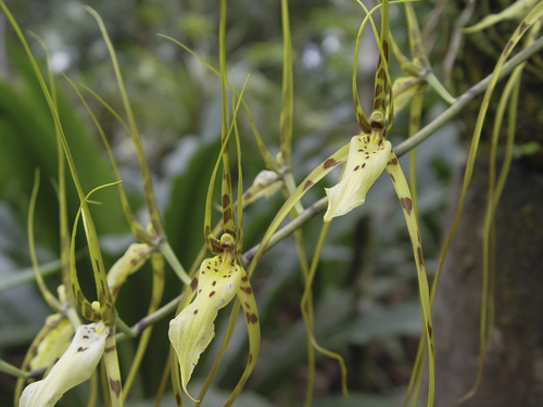 Cricket orchid