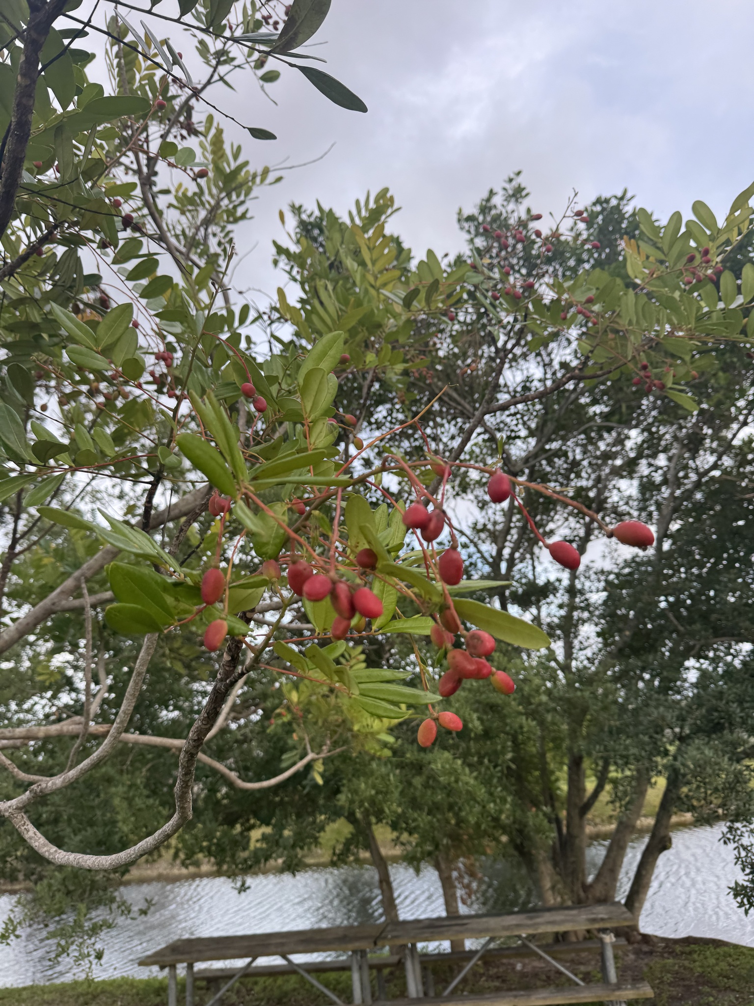 Foto de Simarouba glauca DC.