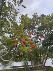 Simarouba glauca, photograph Kai Murphy, CC BY, iNaturalist via GBIF