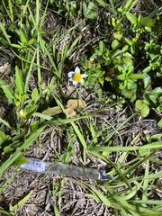 Bidens alba