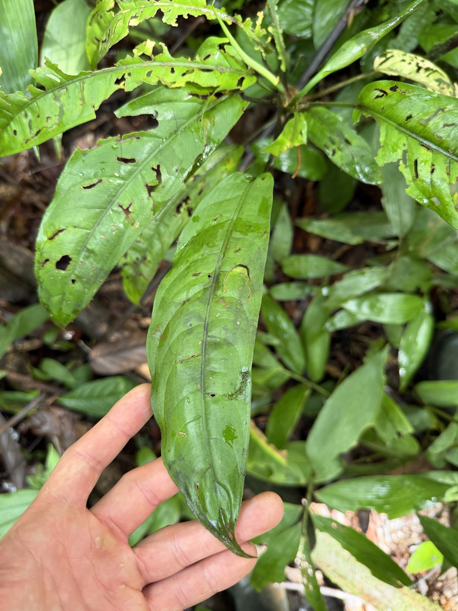 Dieffenbachia parvifolia Engl.