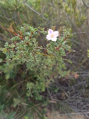 Boronia microphylla