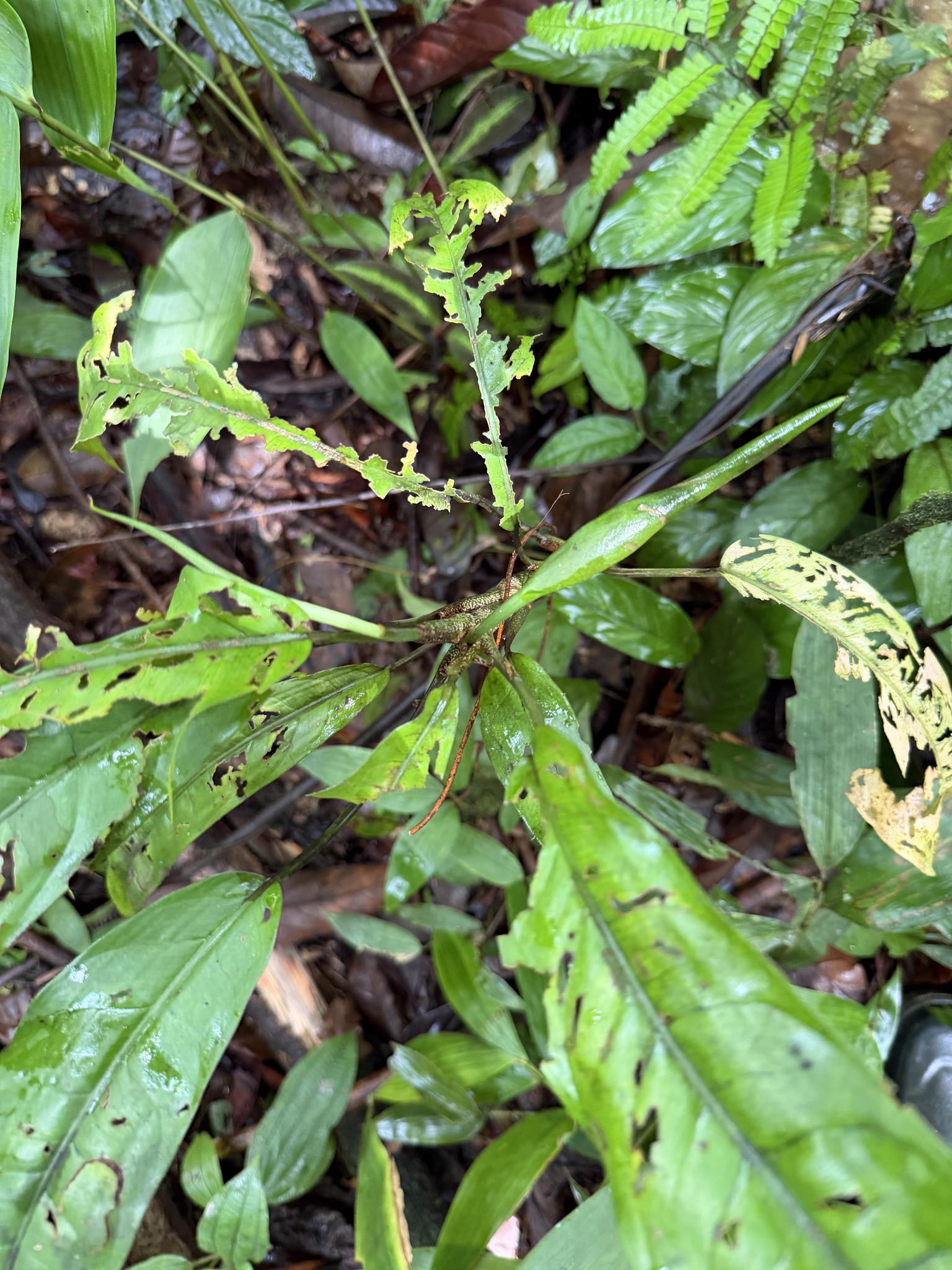 Dieffenbachia parvifolia Engl. 2