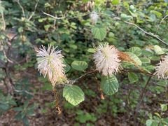 Fothergilla major