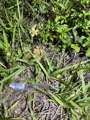 Bidens alba