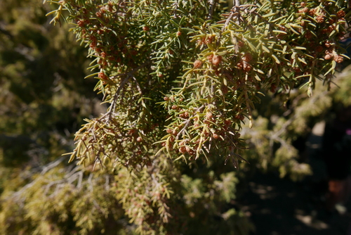 Canary Islands juniper