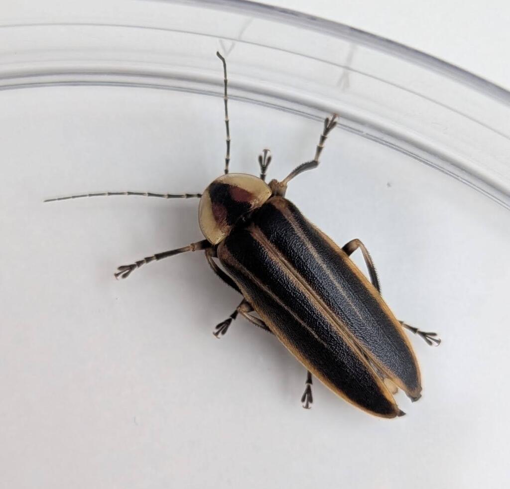 Photuris pensylvanica