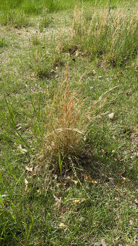 broomsedge bluestem