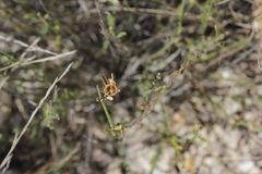Menodora