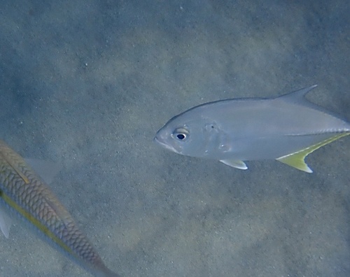 Caranx sexfasciatus, 2026-05-05