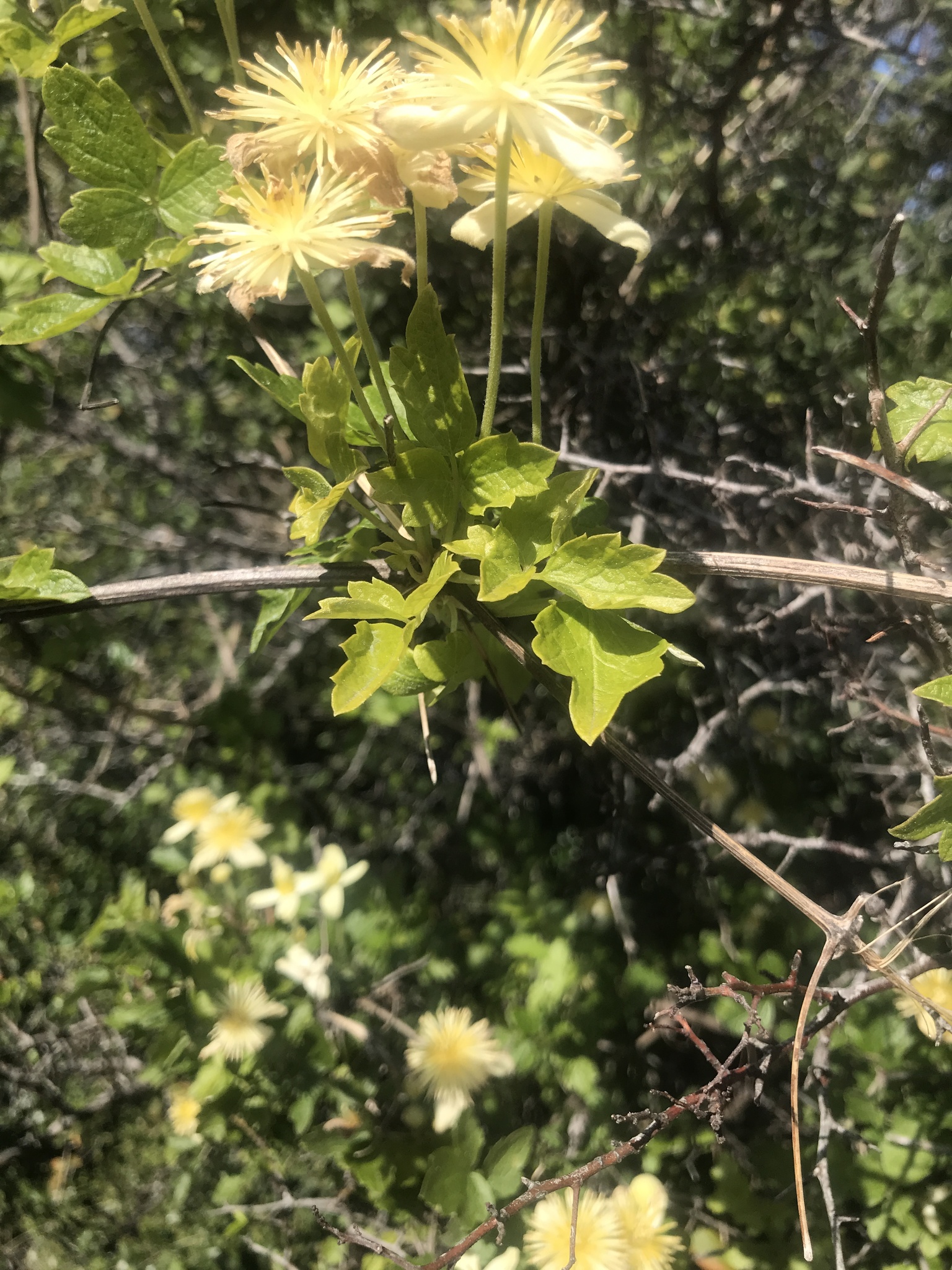 pipestem clematis