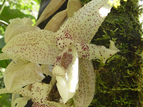 Stanhopea florida, photograph 4
