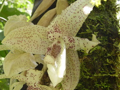 Stanhopea florida, photograph Frank Dietze, CC BY, iNaturalist via GBIF