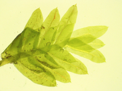 Fissidens elegans
