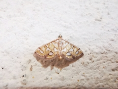 Pseudopyrausta santatalis