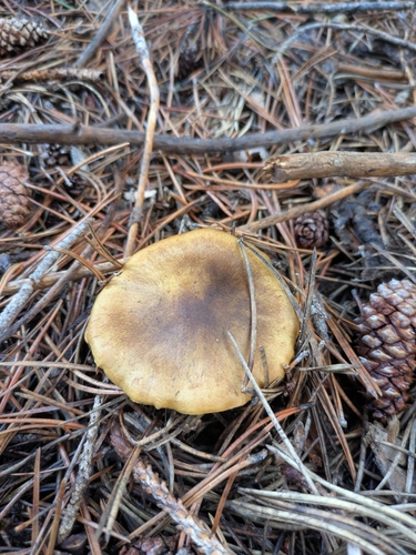iNaturalist observation photo of Webcaps