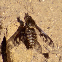 Conophorus fenestratus