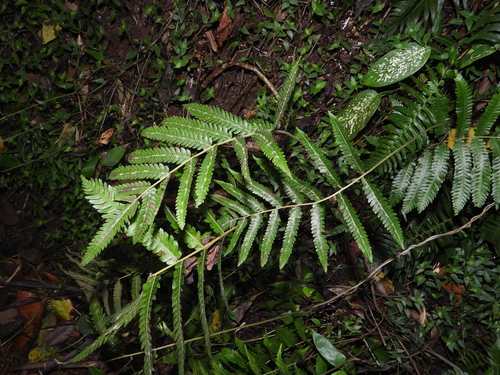 Goniopteris tetragona, 2026-04-20