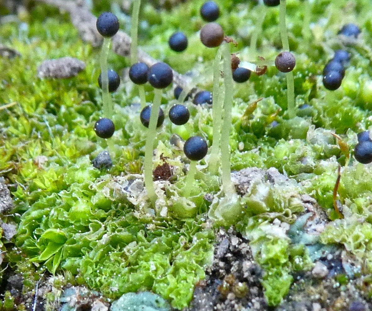 Fossombroniaceae