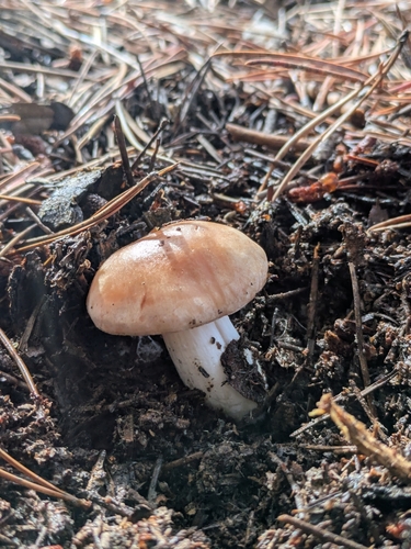 iNaturalist observation photo of Yellow-staining Milk Cap