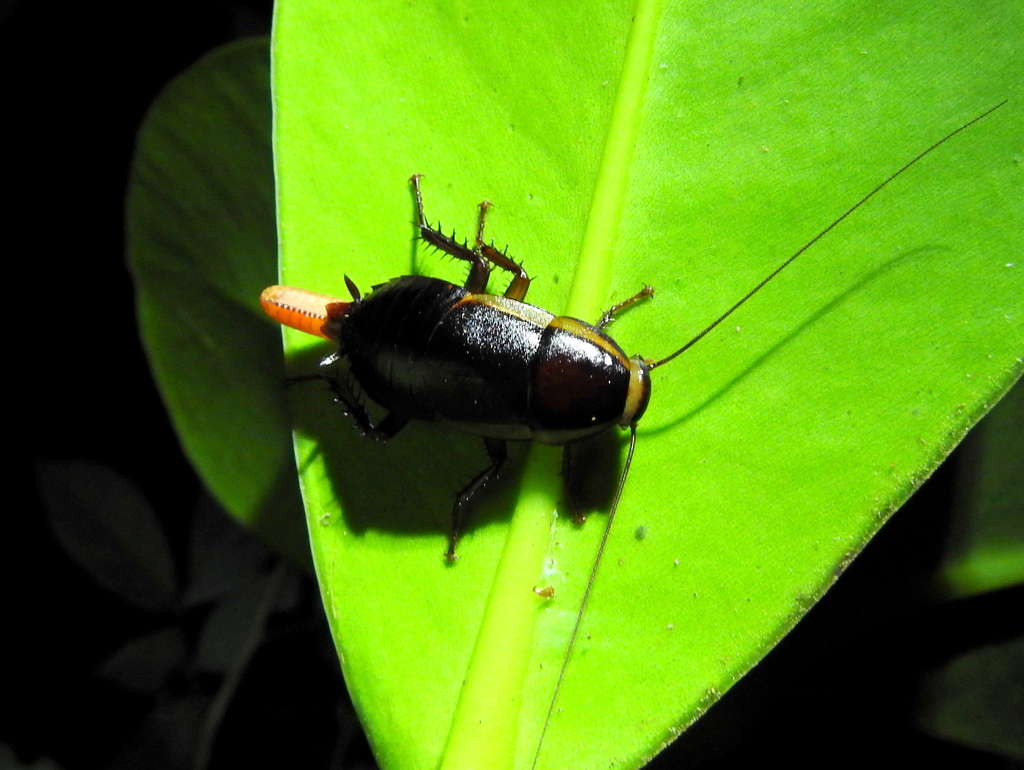 Pelmatosilpha