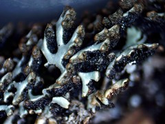 Hypogymnia incurvoides