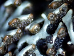 Hypogymnia incurvoides