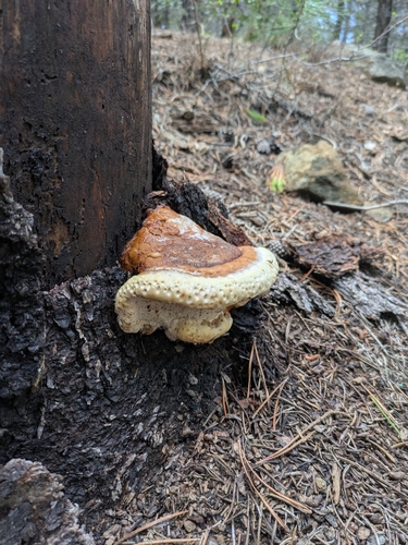 iNaturalist observation photo of Fomitopsis