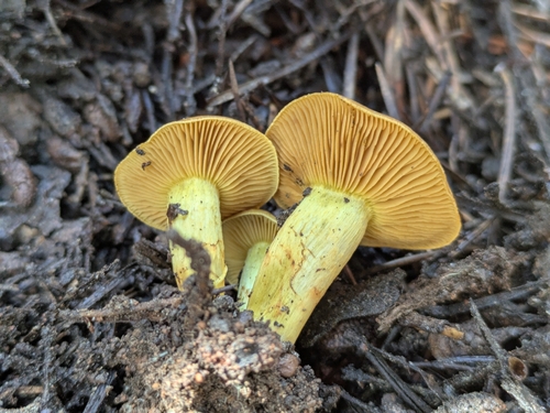 iNaturalist observation photo of Webcaps