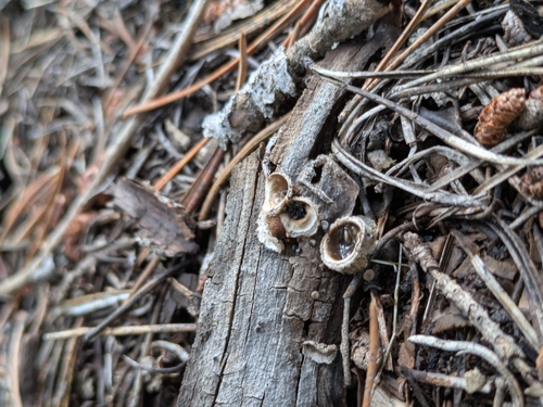 iNaturalist observation photo of bird's nest fungi