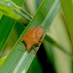 Euschistus ictericus