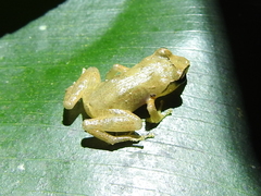 Eleutherodactylidae