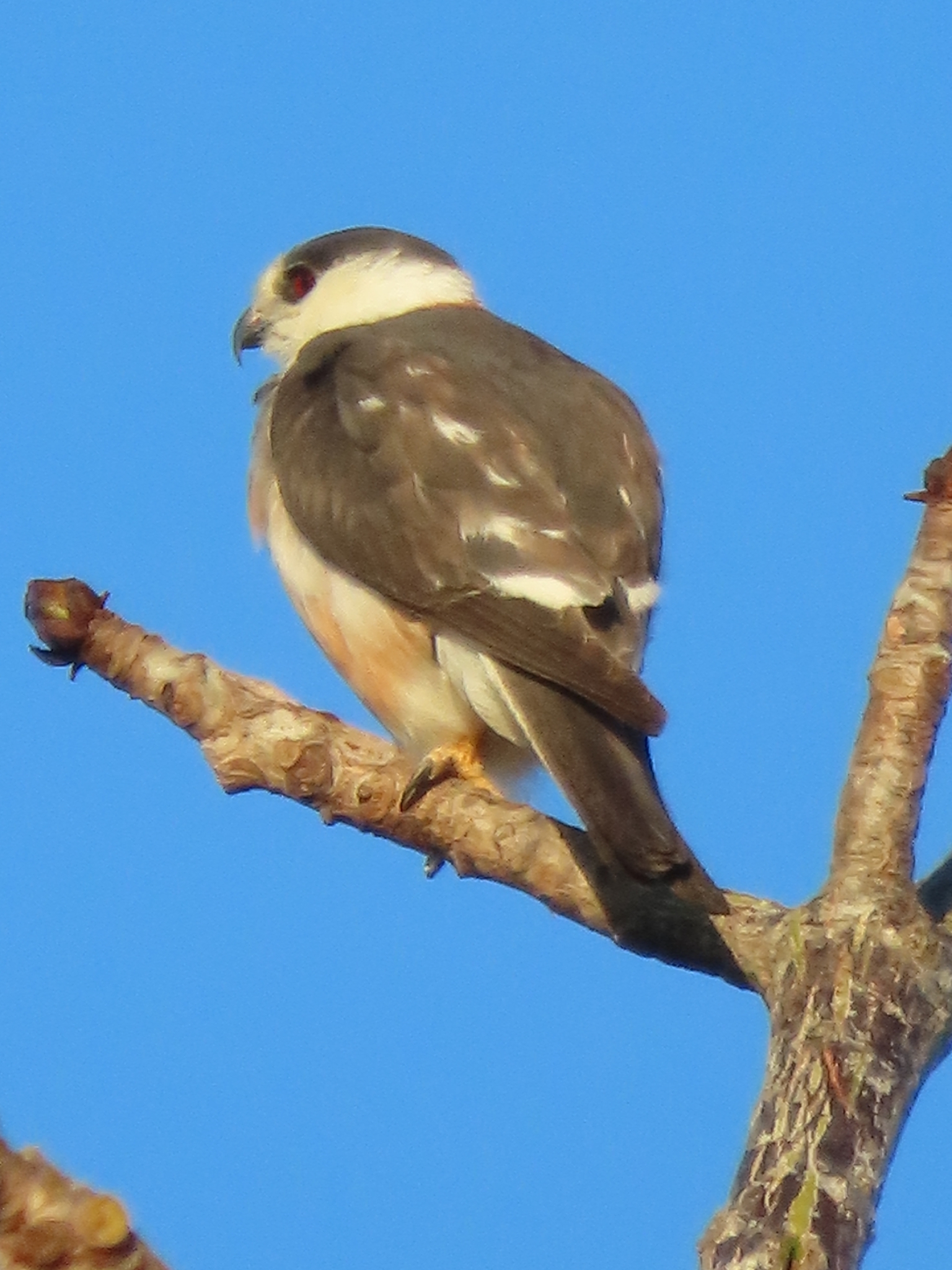 Pearl Kite (Gampsonyx swainsonii), photo 10