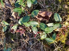 Vinca minor