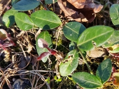 Vinca minor