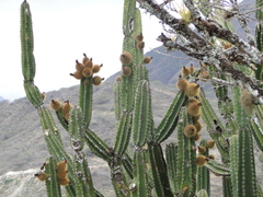 Armatocereus godingianus