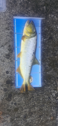 Golden Dorado